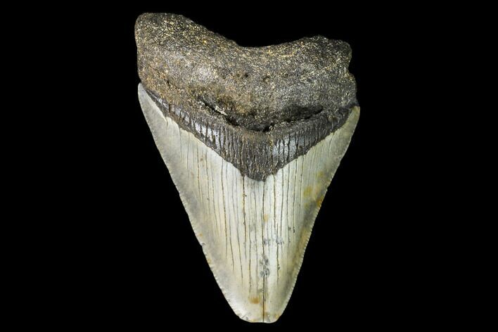 Fossil Megalodon Tooth - North Carolina #109037
